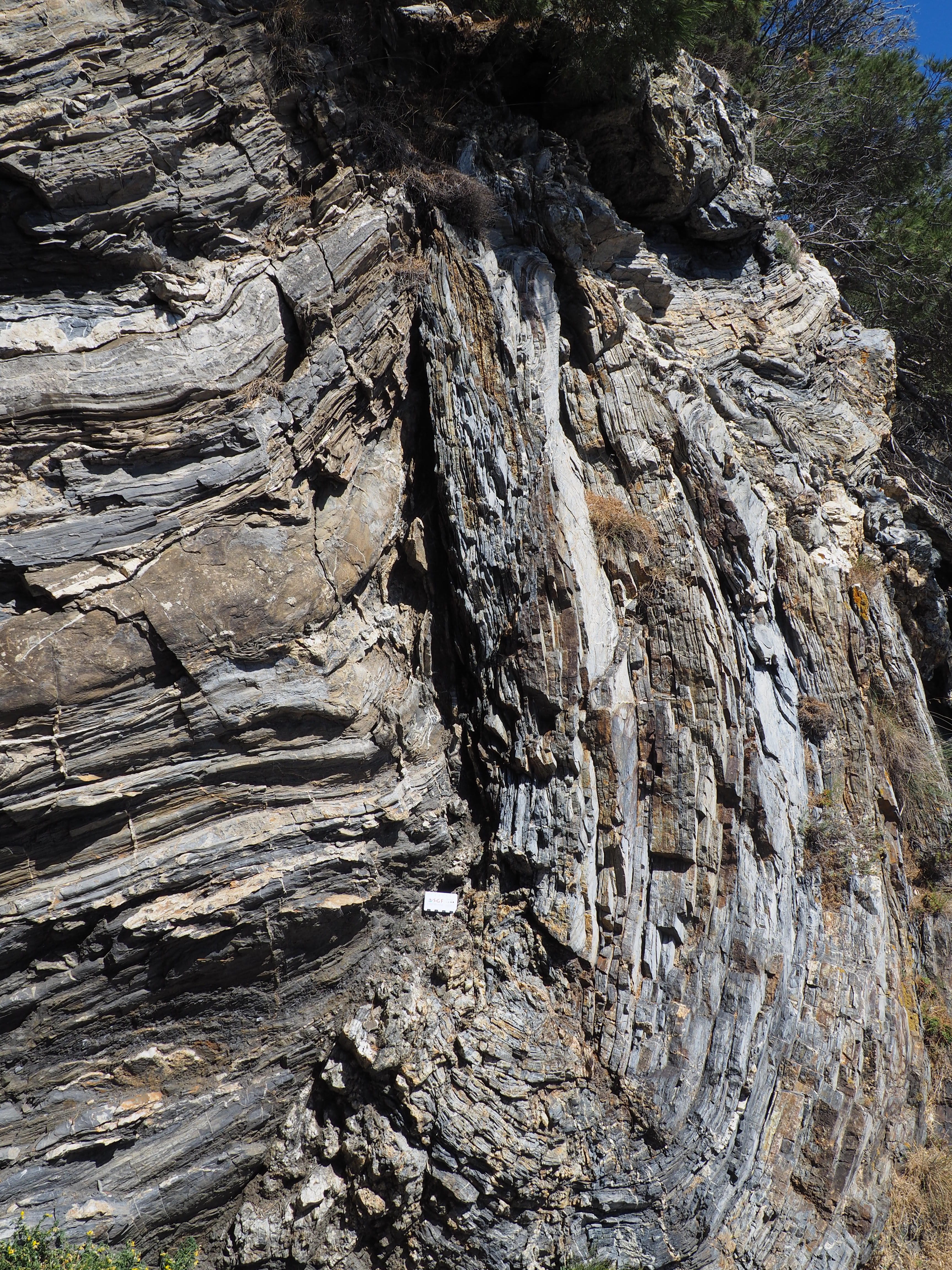 Fault and fold in calcschist of Giens near Hyères, France