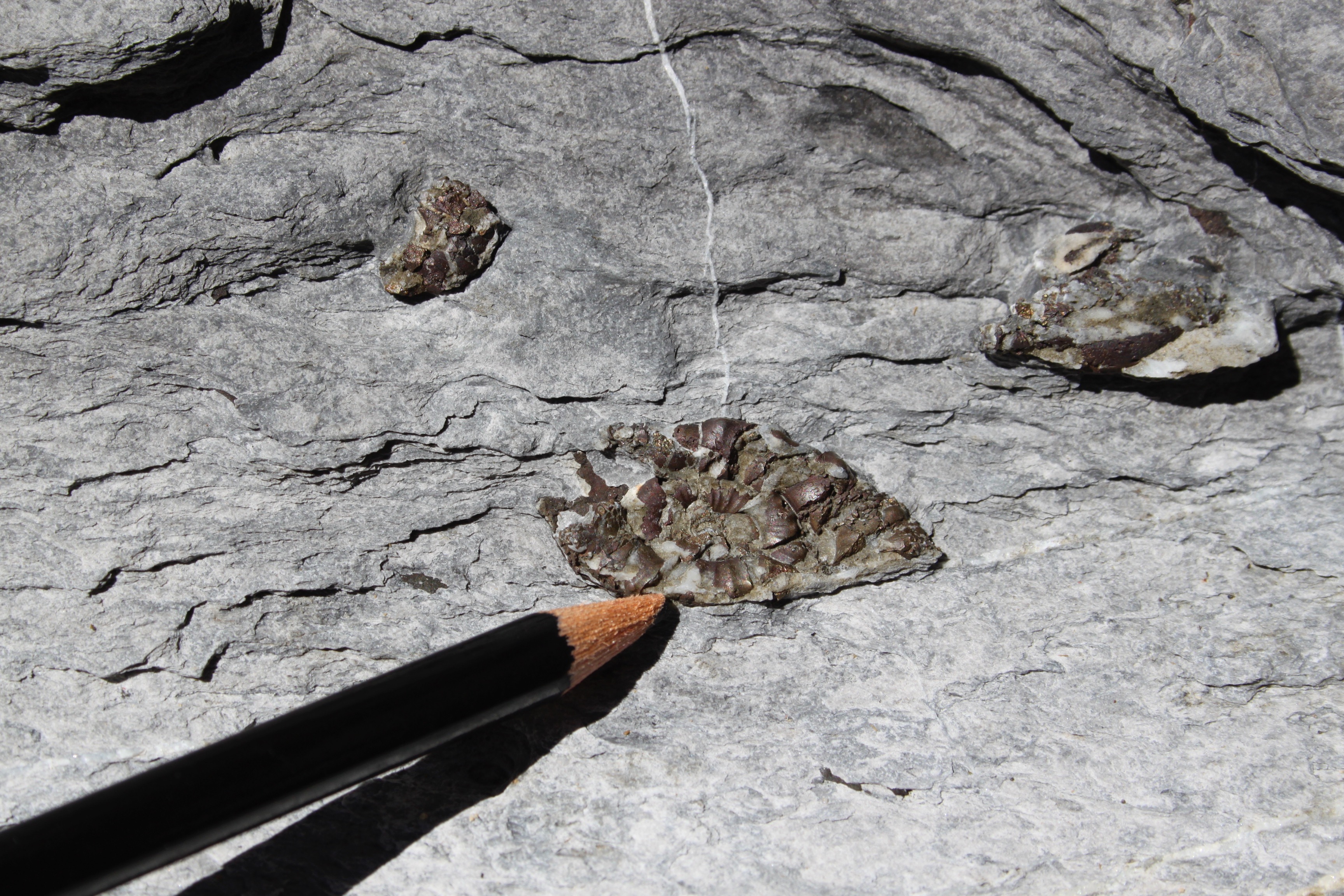 Deformed ammonite in marly metalimestone (Northern Apennines, Italy)
