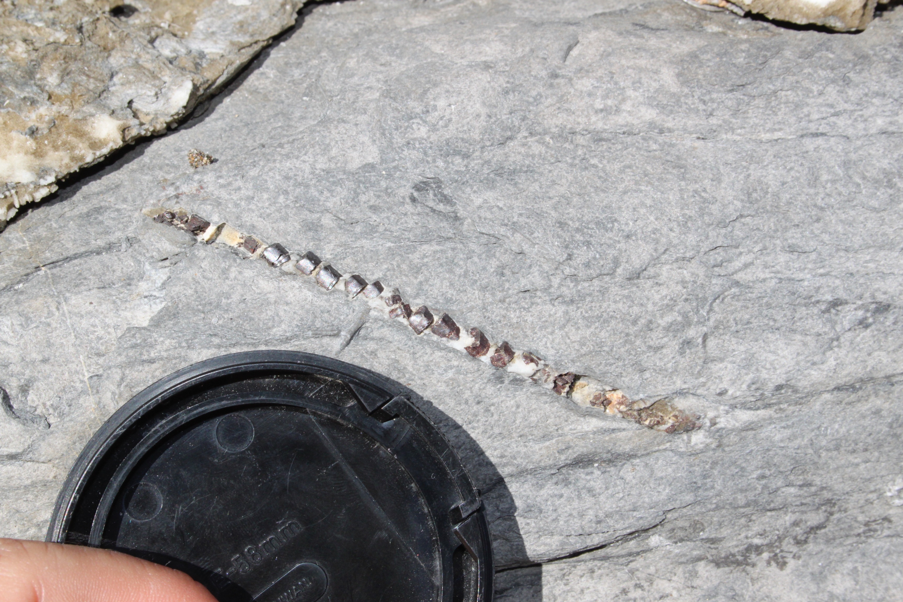 Stretched belemnite in metalimestone (Northern Apennines,Italy)