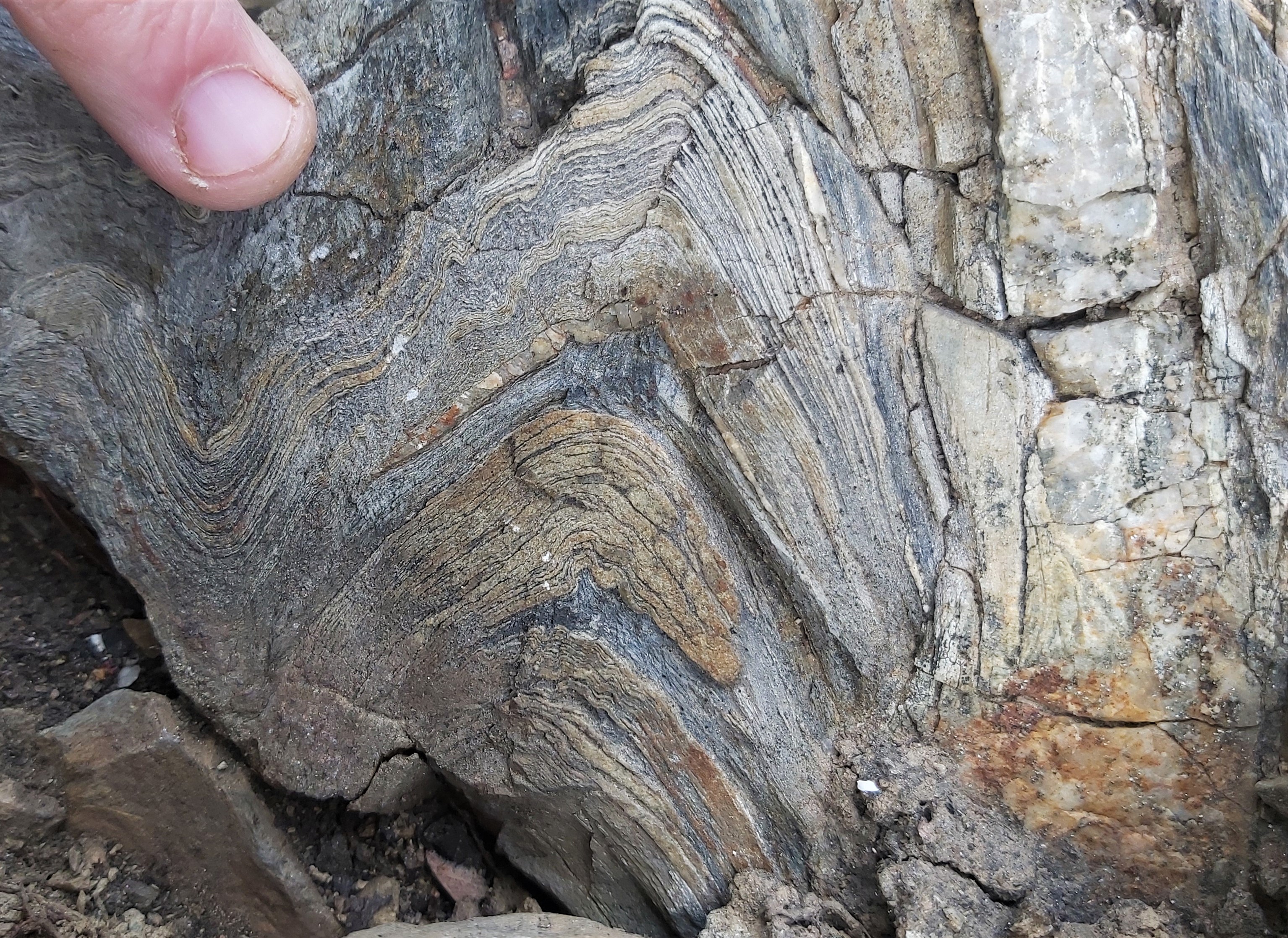 Fold interference in metasandstones and phyllites (Internal Nappe, Gennargentu Zone)