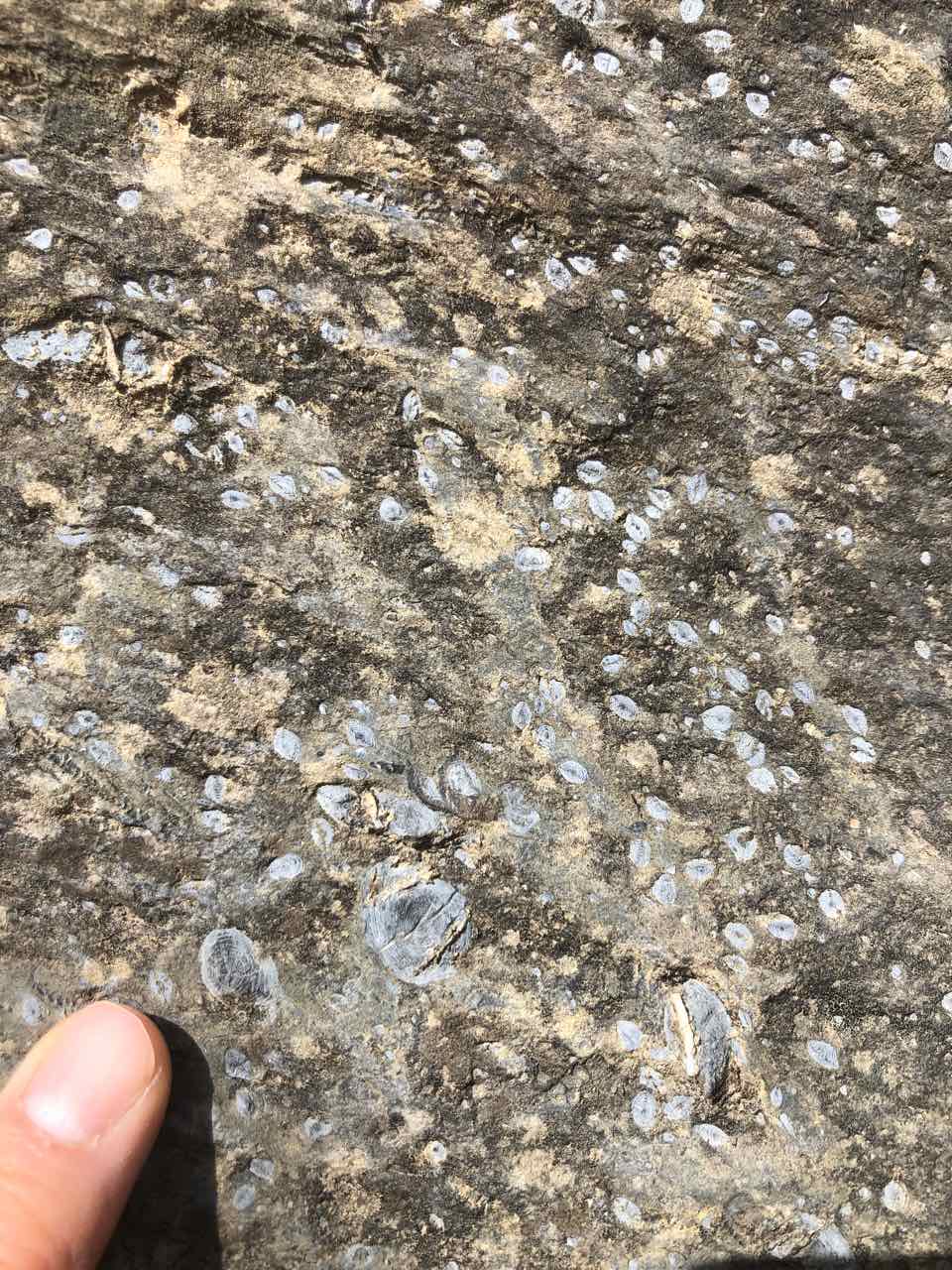 Nummulitic limestone, Colle di tenda