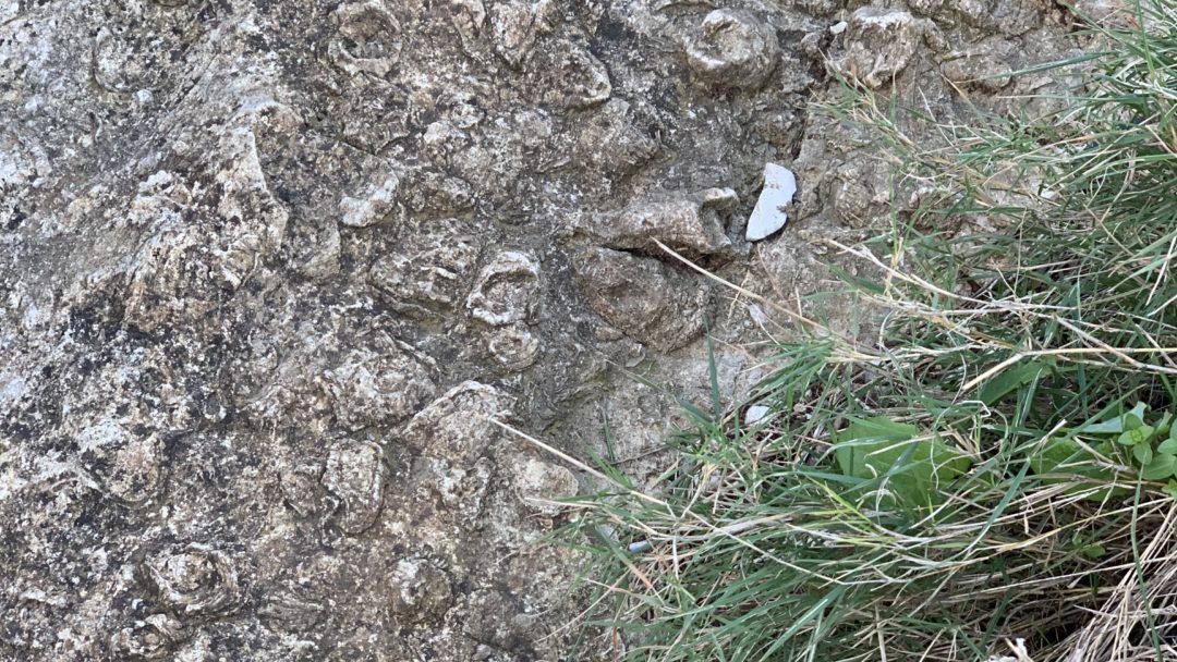 Rudist limestone (Senonian) in Sorrento Peninsula