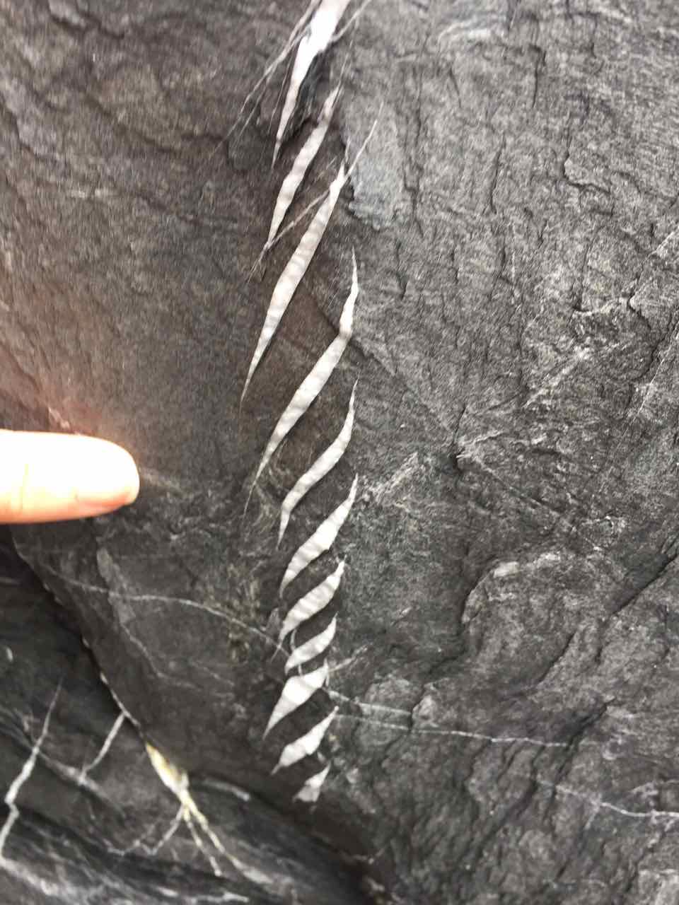 tension gashes